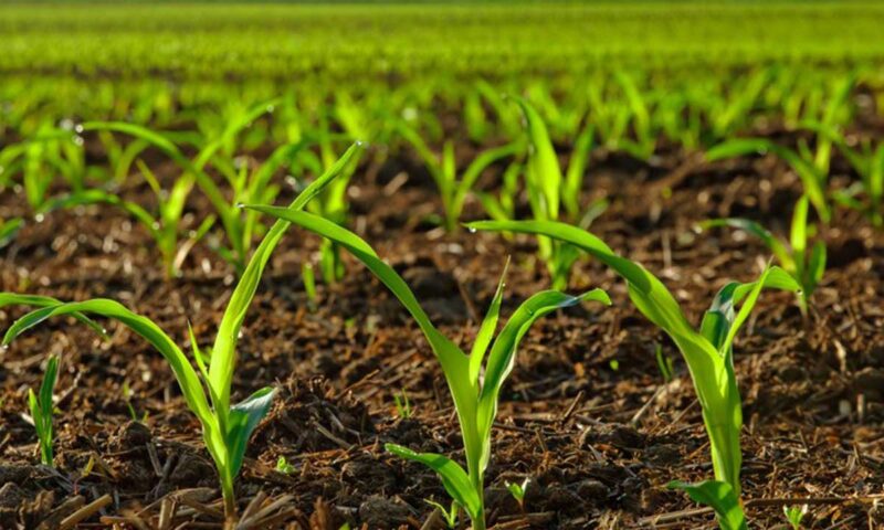 New data science to unlock $20m Agric insurance business in East Africa